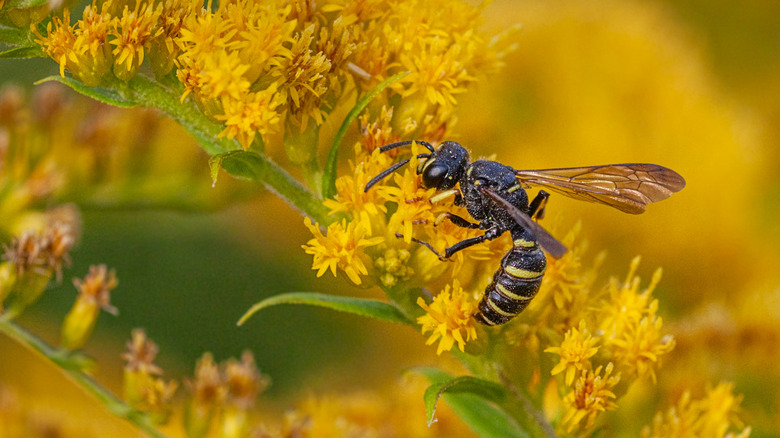 A wasp collecting nectar from a yellow flower.