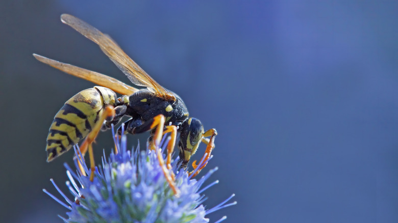 wasp on thistle