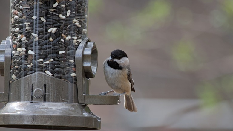 chickadee on birdfeeder