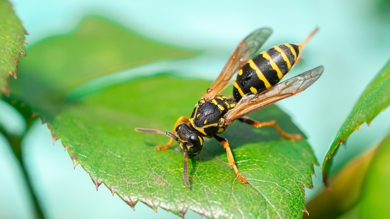 Wasp on green leaf