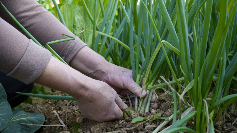 harvesting green onions