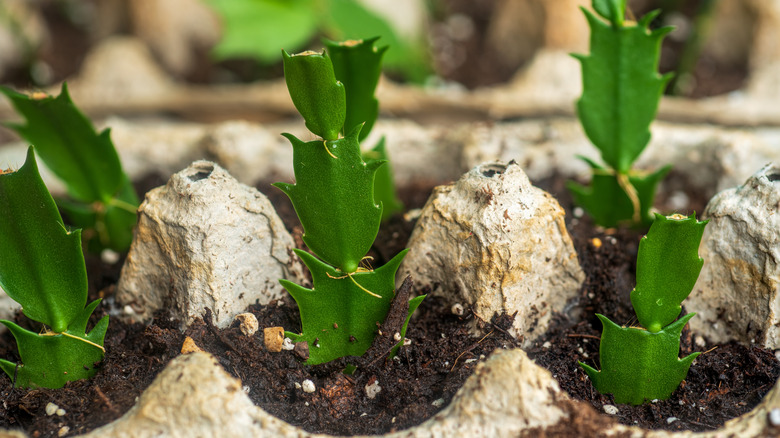 A close up of an egg carton with Thanksgiving cactus cuttings sitting in soil.