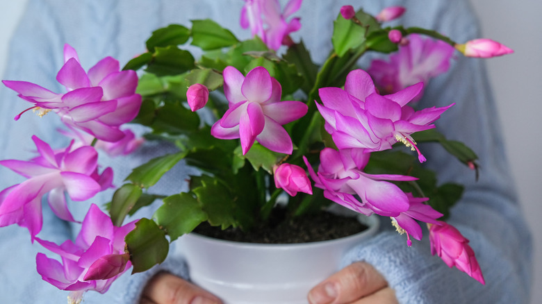 A woman holding a Thanksgiving cactus with pink blooms.