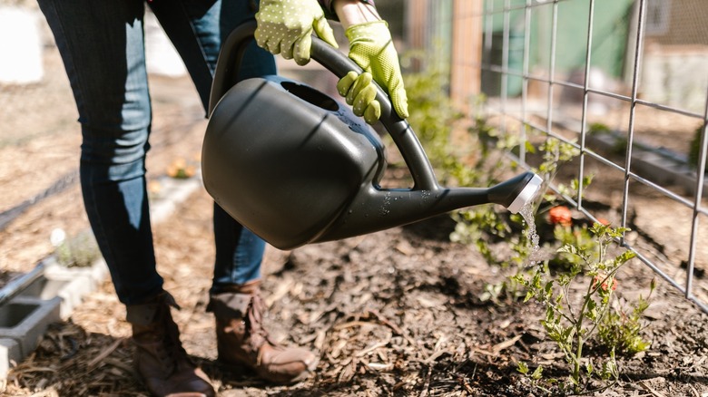 Woman watering garden plants
