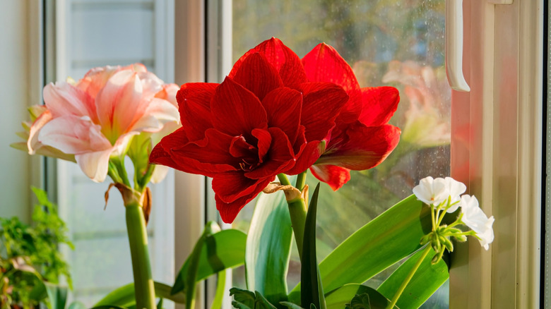 Red- and peach-flowering amaryllis and another white flowering houseplant growing near a sunny window indoors.