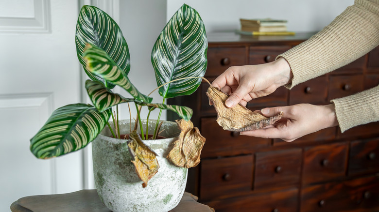 Calathea plant with brittle leaves
