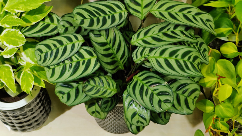 Healthy potted calathea plant