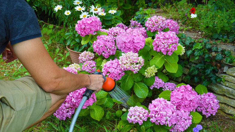 A man watering the base of a pink-flowering hydrangea shrub with a garden hose.