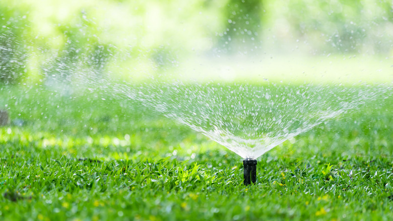 sprinkler watering garden grass 