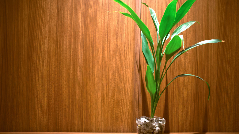 Lucky bamboo in clear pot in front of wood paneled wall