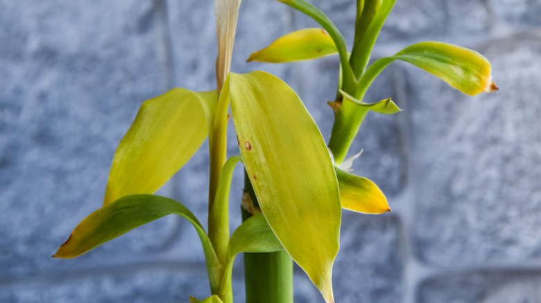 Lucky bamboo plant with yellowing leaves