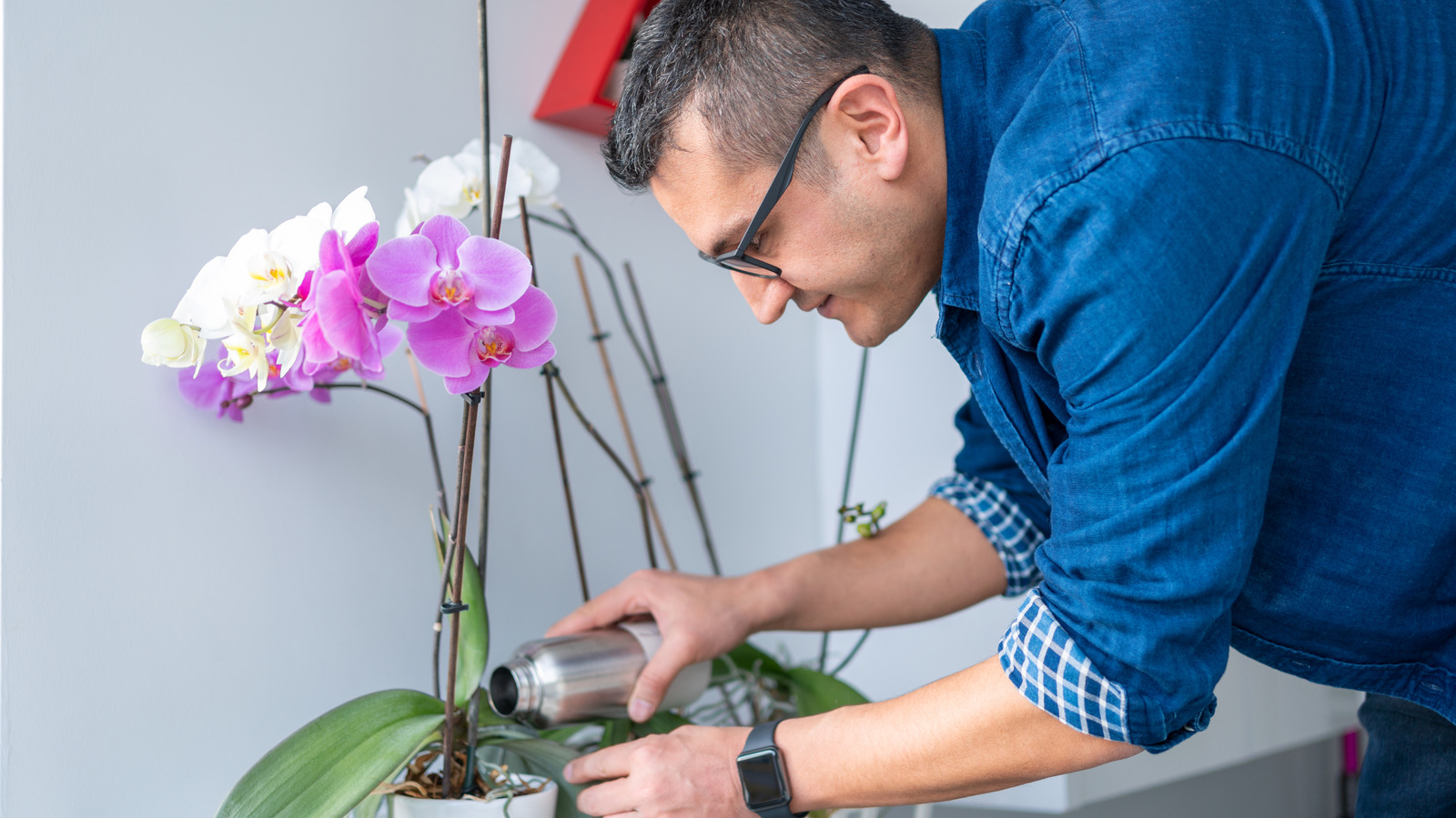 The Common Mistake to Avoid When Watering Your Precious Orchids