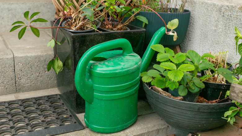 Watering can sitting near container plants