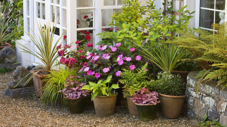 An outdoor container garden with pink flowers and green plants