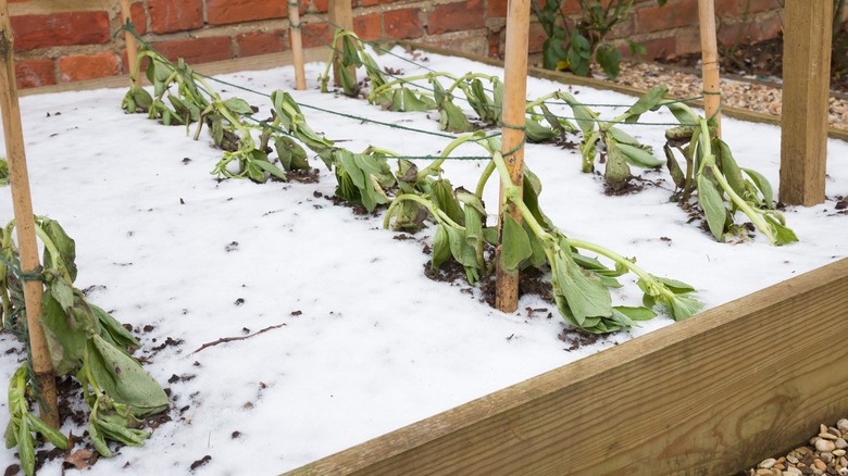 Frost damage on garden 
