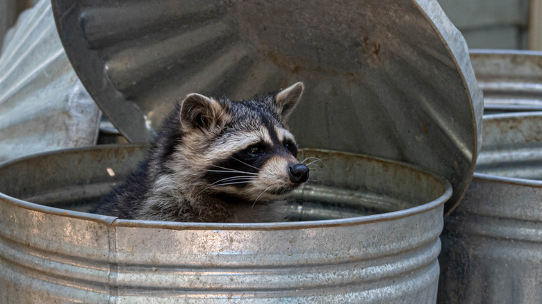 a raccoon in trash bin