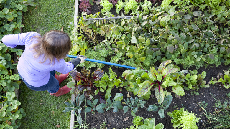 woman weeding garden with hoe