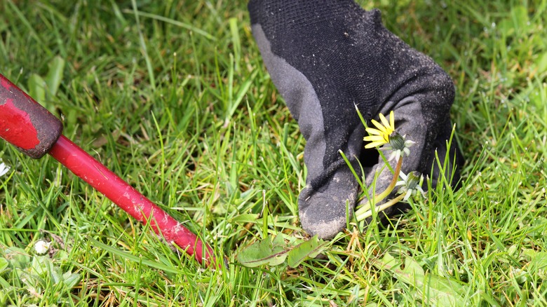 pulling dandelions by hand