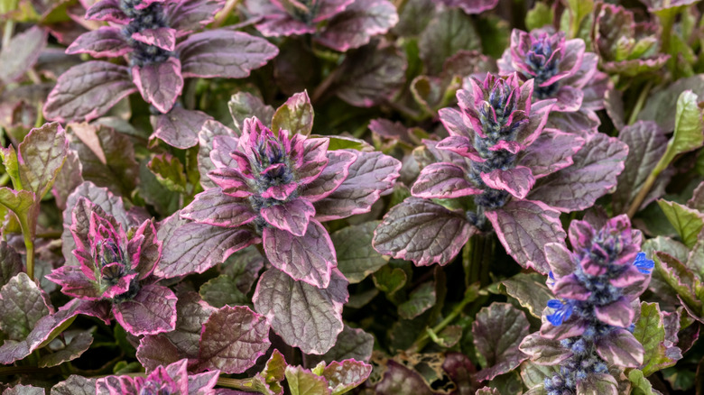 close up of dark green, black, and purple foliage of black scallop bugleweed