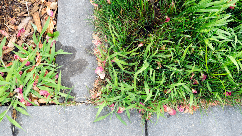 Weeds growing in mulch and long, unedged grass by driveway pavers