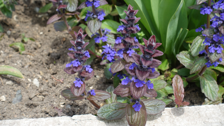 small black scallop bugleweed plant growing near a concrete boarder with other plants