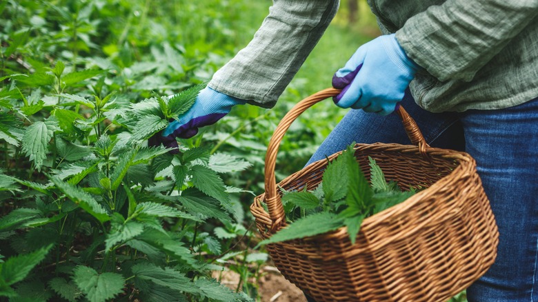 Harvesting stinging nettles in basket