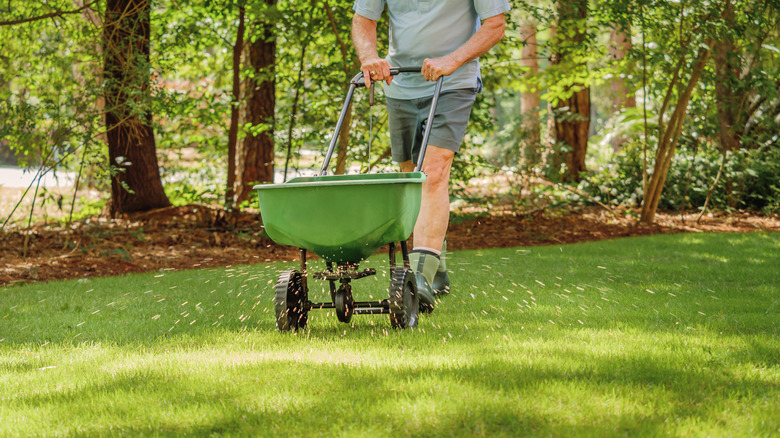 Person spreading fertilizer across lawn