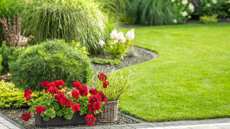 A garden with shrubs and red flowers in a planter.