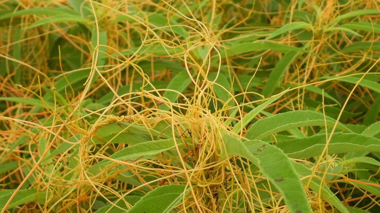 Dodder weeds infesting green vegetation.