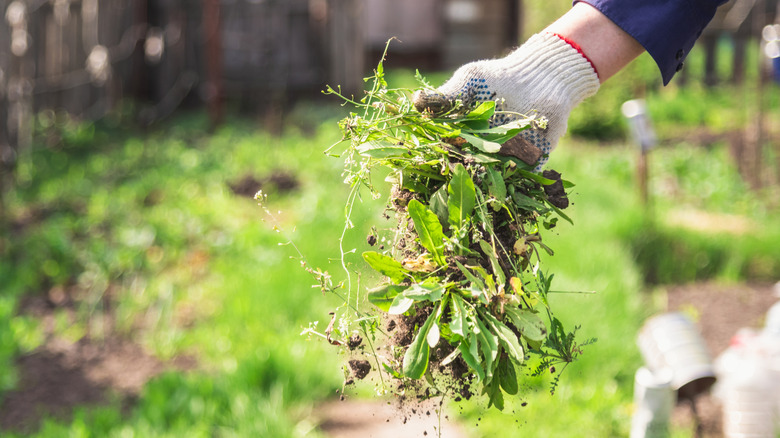 The gloved hand of a gardener holding some weeds which have been pulled from the garden