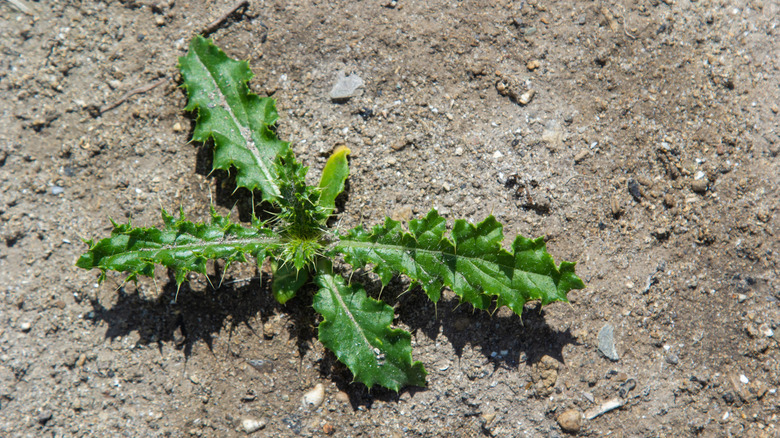 A single weed growing in bare ground