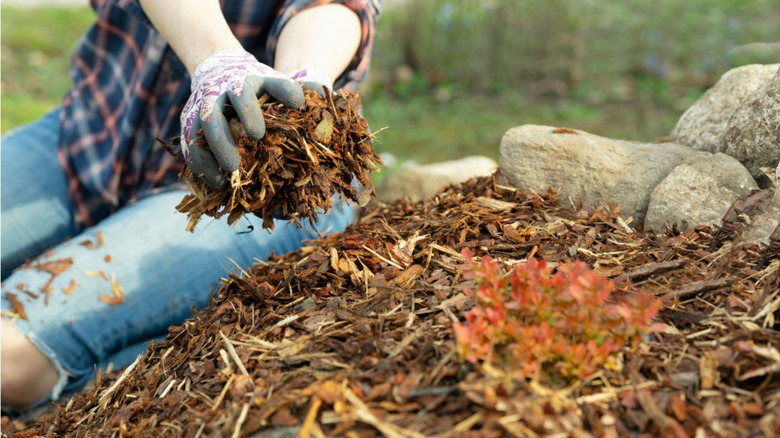 A gardener adding a handful of mulch to a garden bed