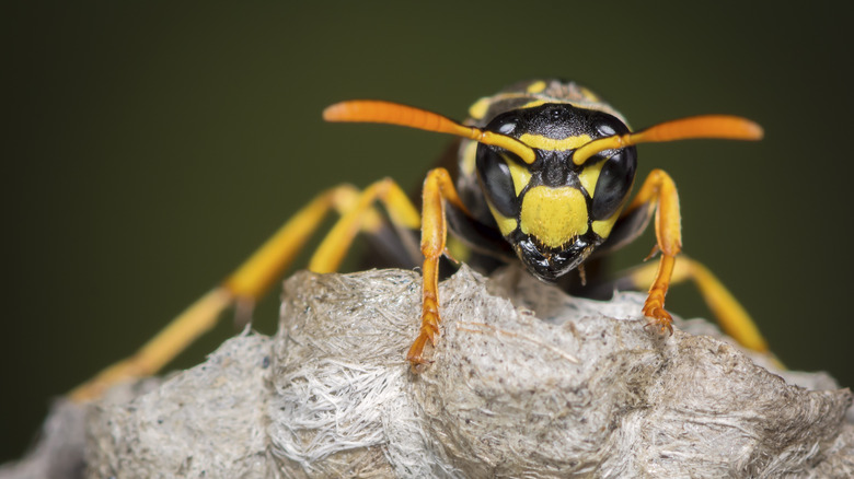 Wasp on nest