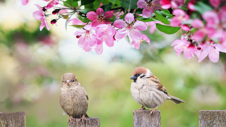 2 birds in front of a blooming tree