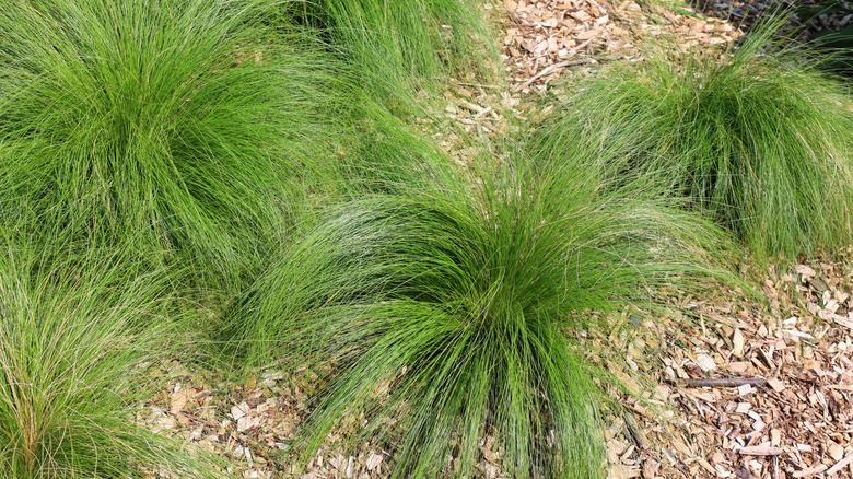 Prairie dropseed in the garden