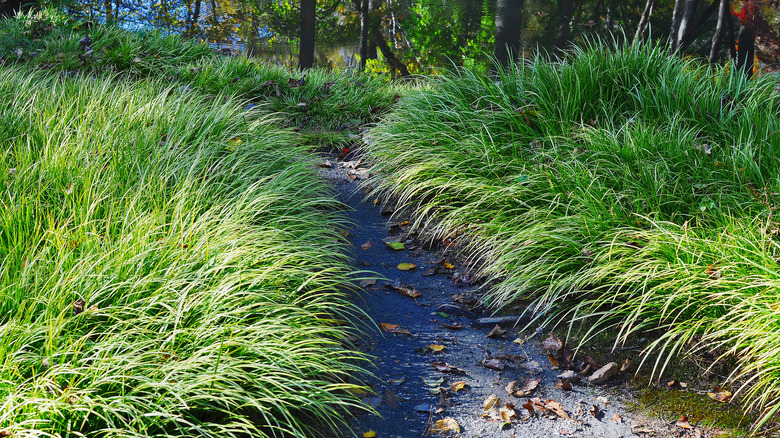 Prairie dropseed lining a garden path