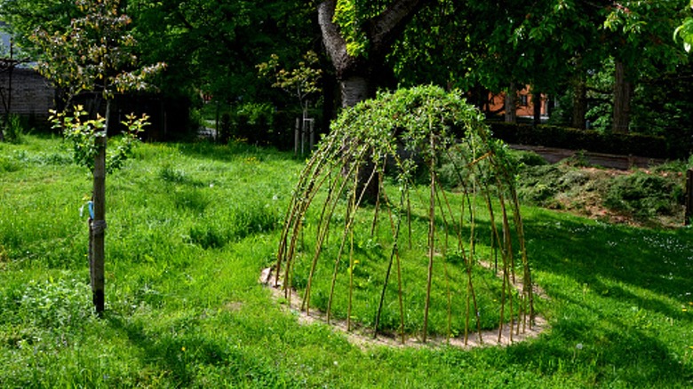 A leafy willow dome enhances a sunny backyard space.