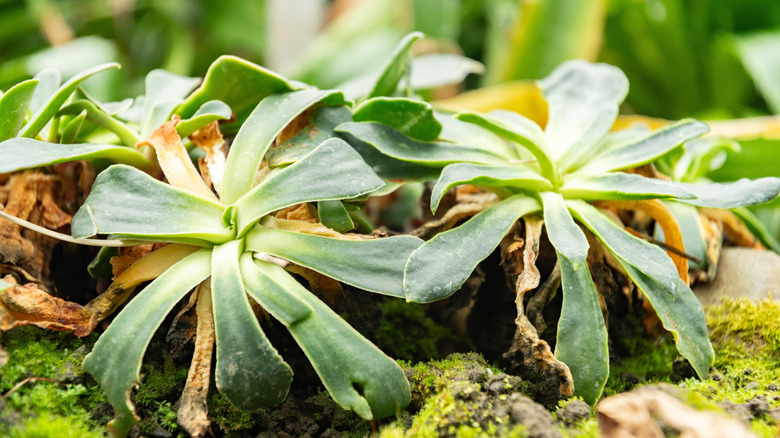 Wilting succulents with numerous dry leaves