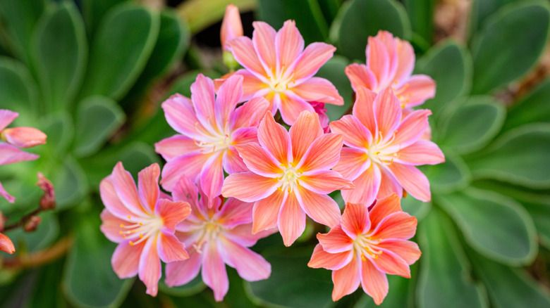 Closeup view of the pink flowers on a cliff maid plant