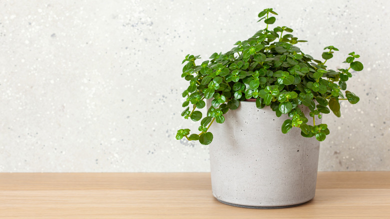 Pilea depressa in concerte pot