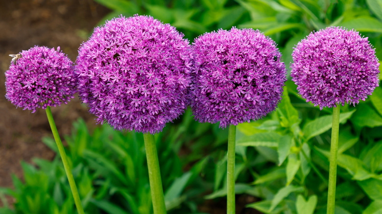 A group of purple allium flowers growing in a garden