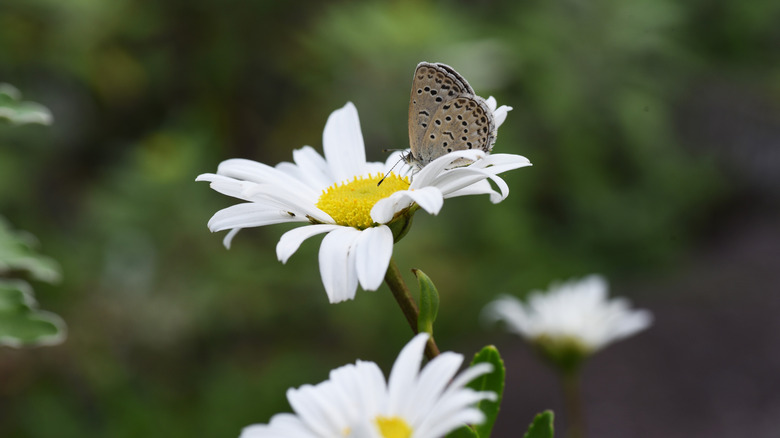 Nippon daisies with a butterfly on one bloom