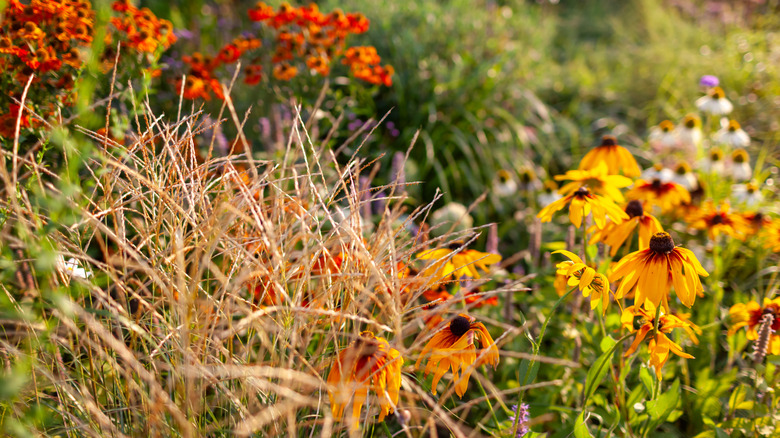 A variety of perennials in bloom in the fall