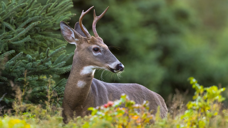 A deer in the bushes