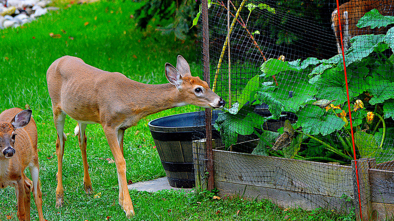 Deer in garden with netting around plant beds