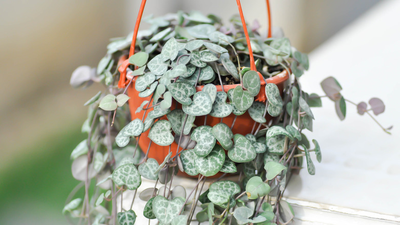 A string of hearts plant in an orange hanging pot
