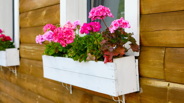 Pink flowers growing in a white, wooden window box
