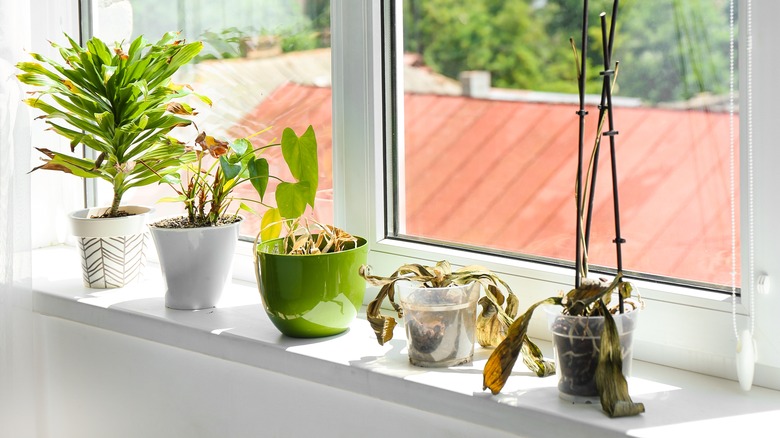 Dying plants on windowsill