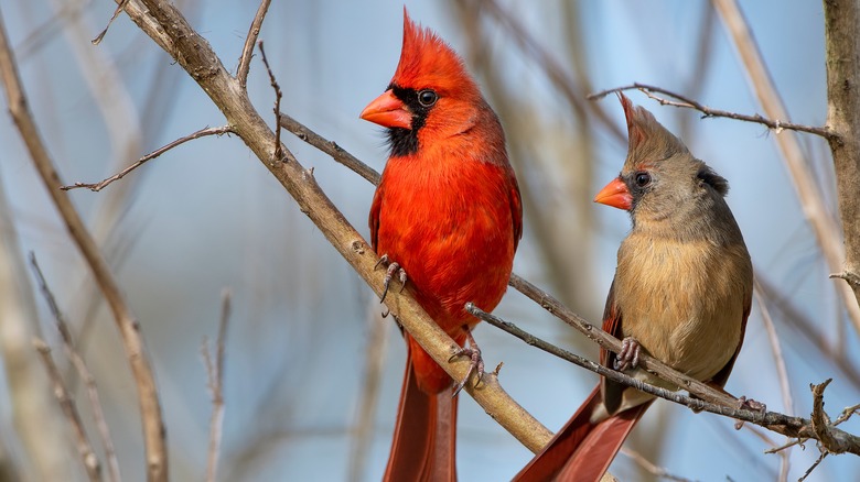 two cardinals on a branch