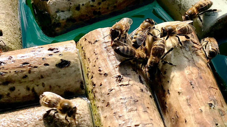 Bees perched on corks from wine or champagne inside of a water dish